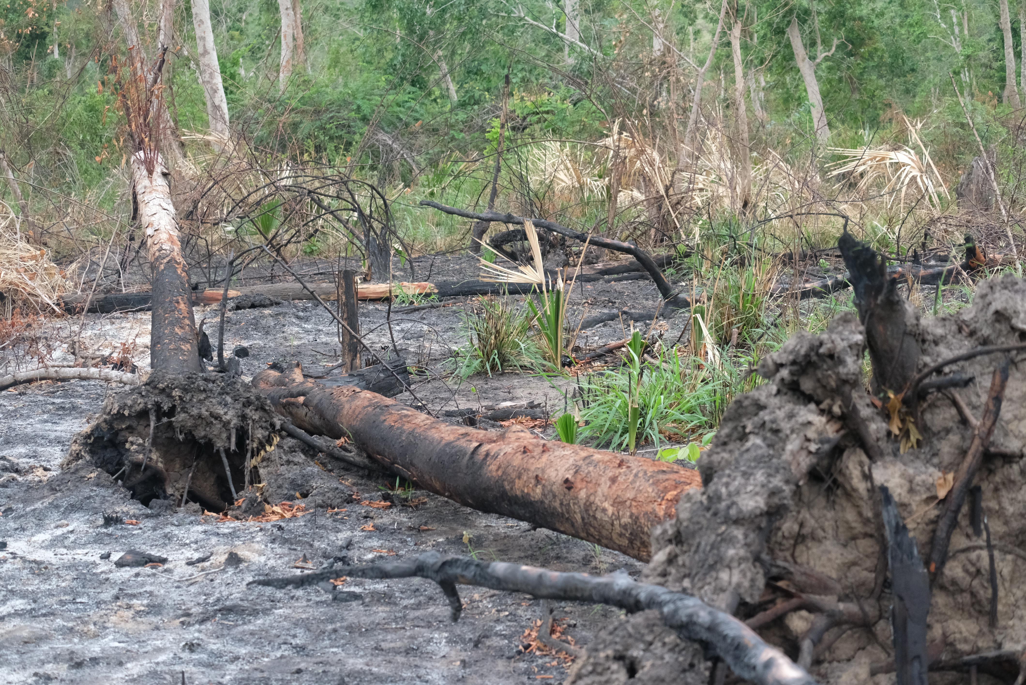 Xử lý nghiêm sai phạm trong giao khoán rừng tại Ban quản lý rừng phòng hộ Ninh Hòa