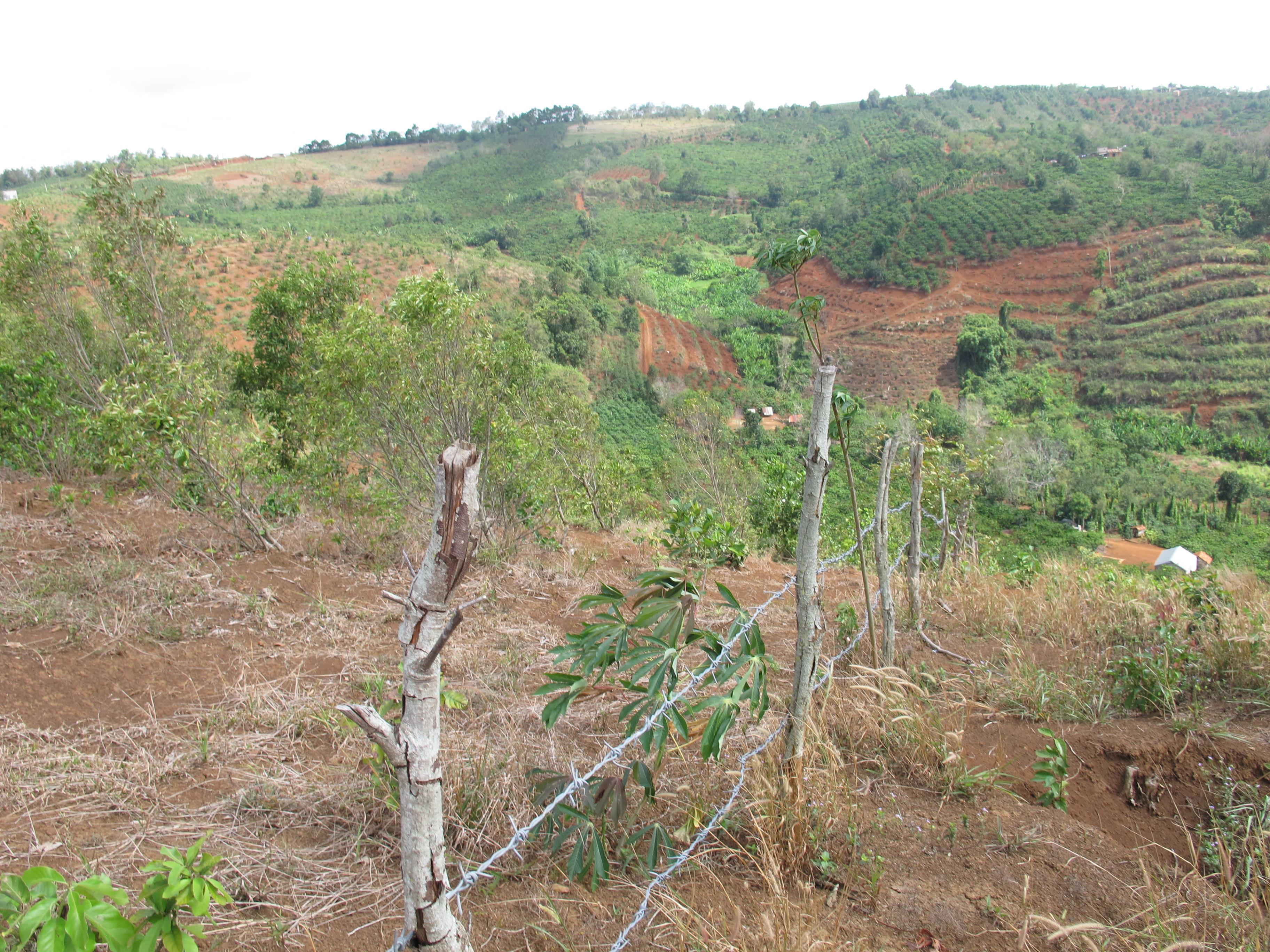 Đắc Lắc: Chậm thực hiện kết luận về thu hồi đất rừng giao sai đối tượng