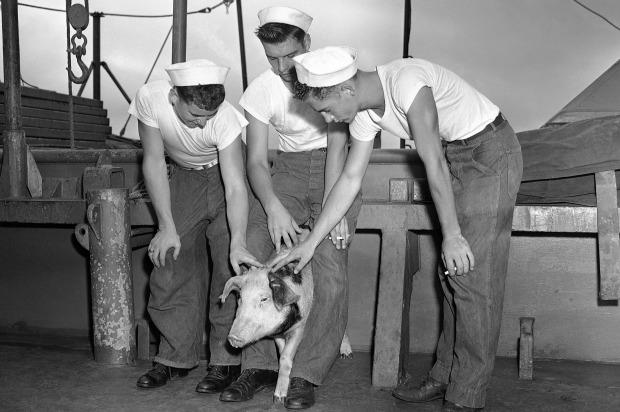 Những chú lợn phục vụ quân đội