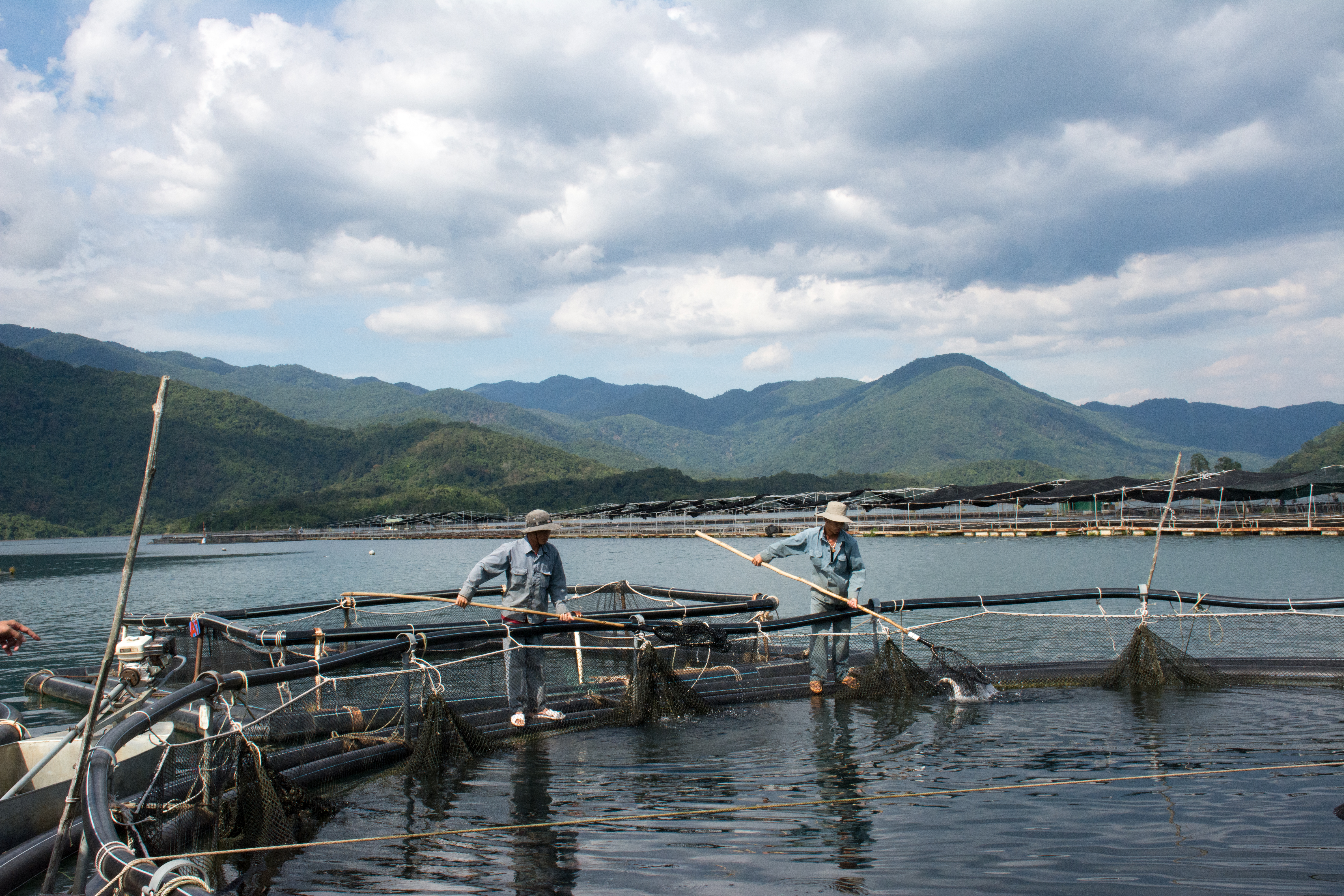 Nuôi cá tầm - hướng đi đem lại giá trị kinh tế cao