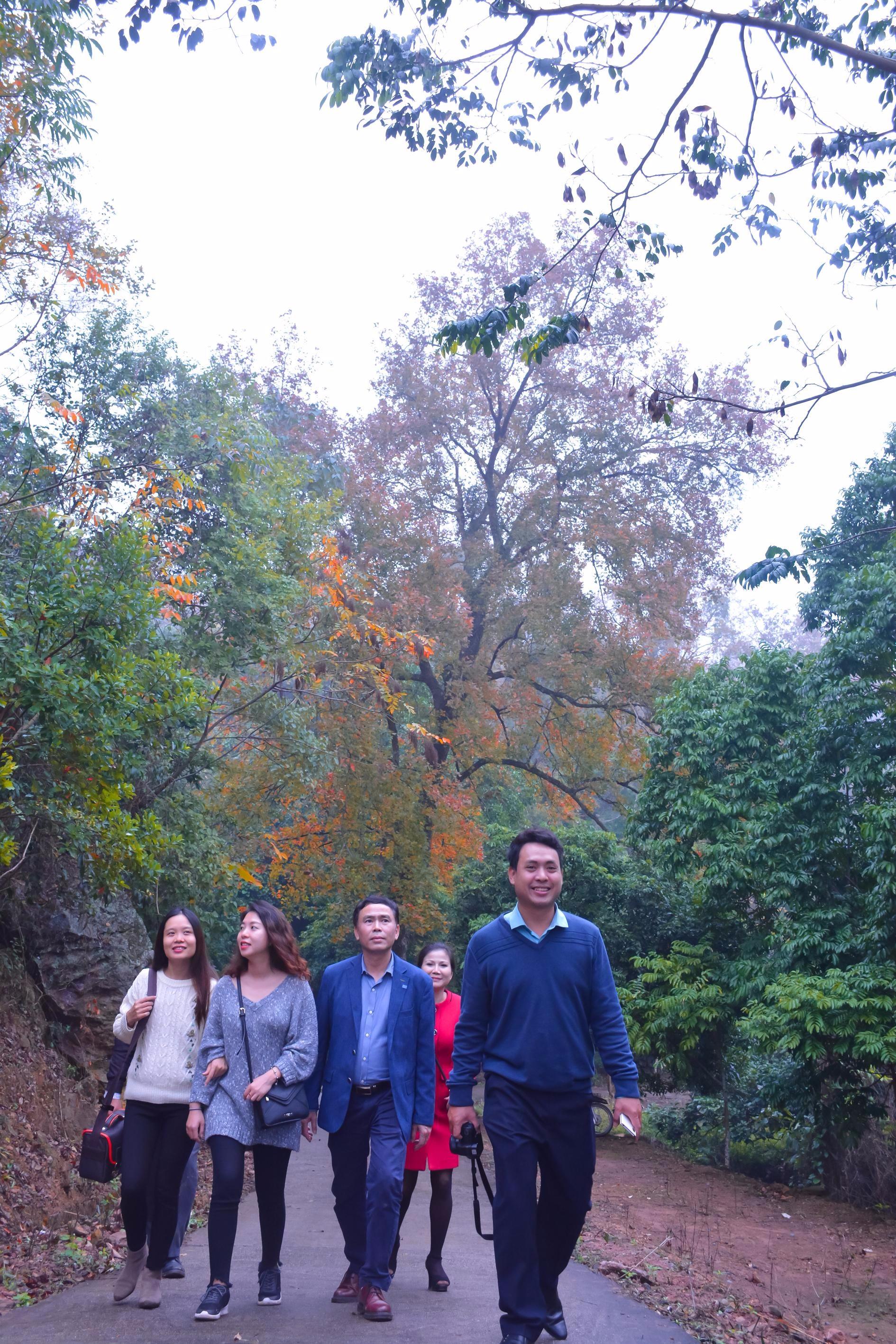 Lá phong đỏ bên mái chùa cổ