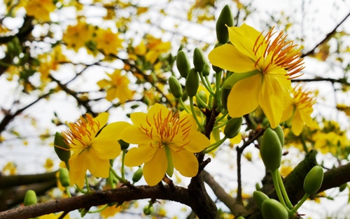 Kỷ niệm với mai vàng