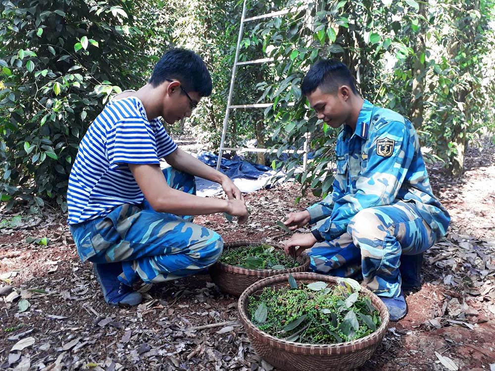 Các đơn vị quân đội giúp dân thu hoạch hồ tiêu

