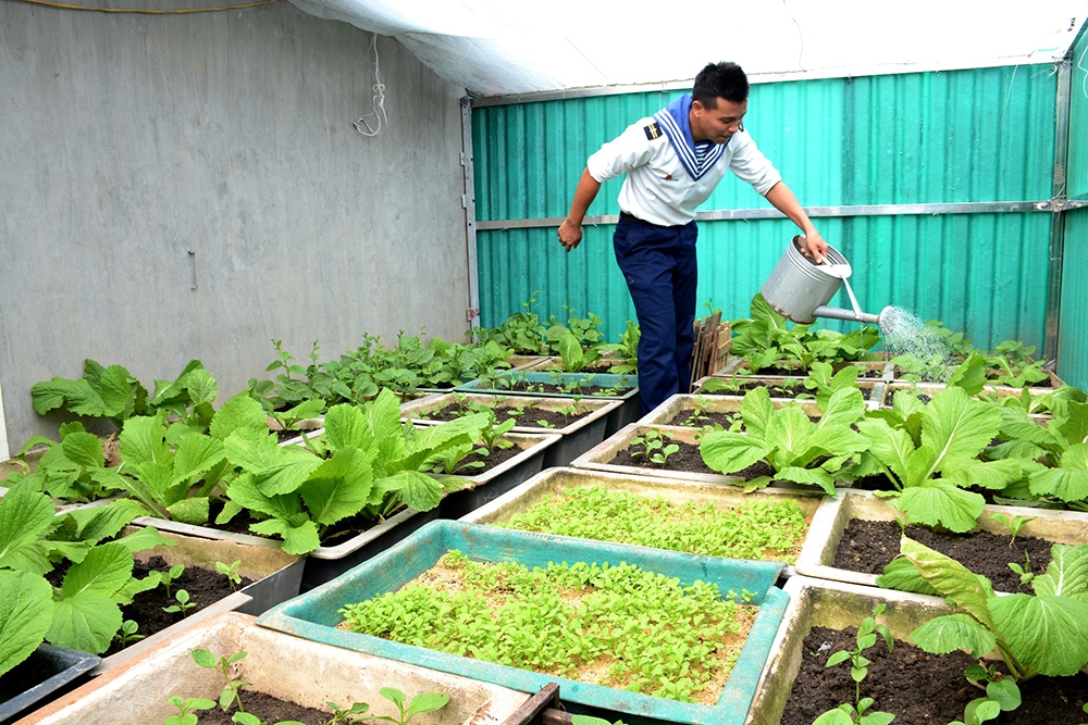 Rau xanh trên đảo chìm Thuyền Chài A được trồng trong các khay, chậu để dễ dàng di chuyển khi mưa bão.