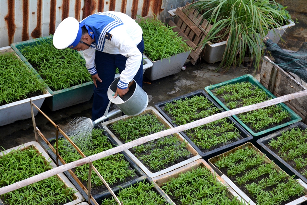 Những chậu rau muống được chiến sĩ đảo Núi Le A chăm sóc cẩn thận.