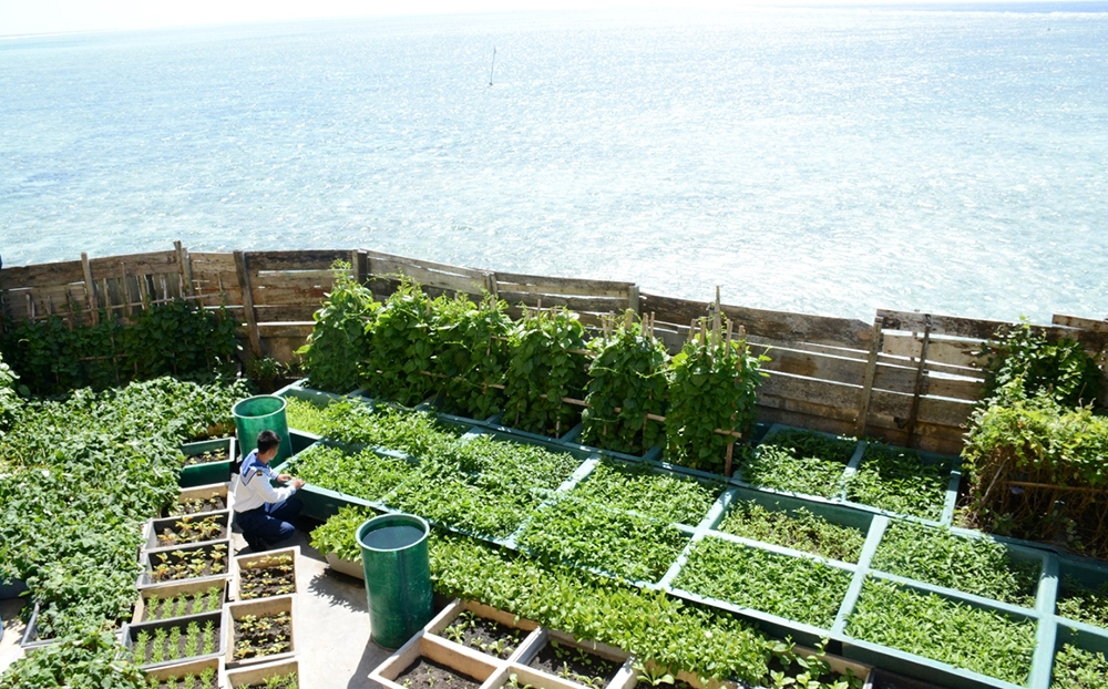 Vườn rau trên đảo Đá Lớn B, với đủ các loại: Rau muống, rau lang, cải, mồng tơi…