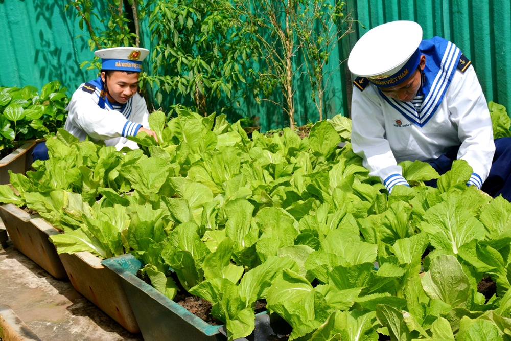 Trồng và chăm rau xanh trên đảo Đá Lớn C.