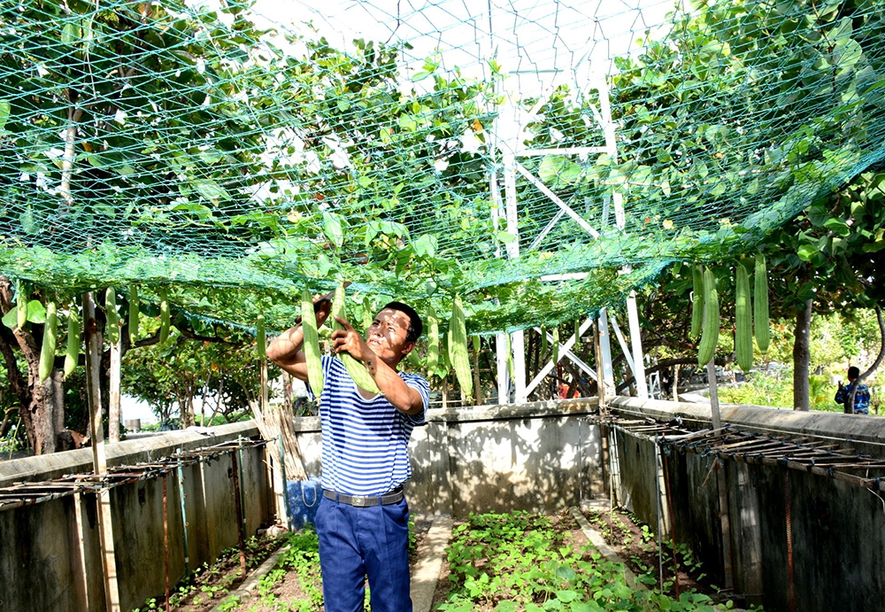 Giàn mướp trên đảo Trường Sa Đông cho mùa bội thu.