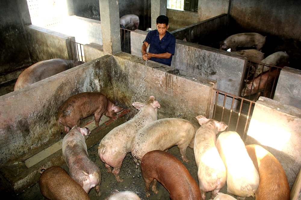 Nhờ sự chăm sóc tỉ mỉ của các chiến sĩ, đàn lợn trên đảo Trường Sa vẫn phát triển tốt giữa sự khắc nghiệt của thời tiết.