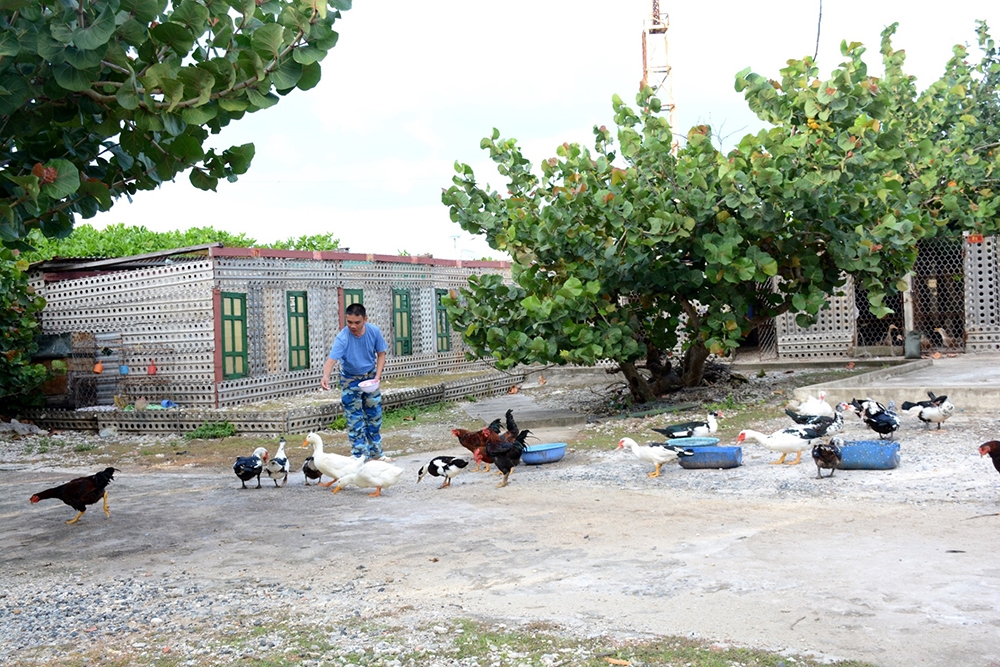 Bên cạnh những vườn rau xanh, cán bộ, chiến sĩ trên đảo Trường Sa còn nuôi thêm gia cầm để tạo nguồn thực phẩm tươi sống.