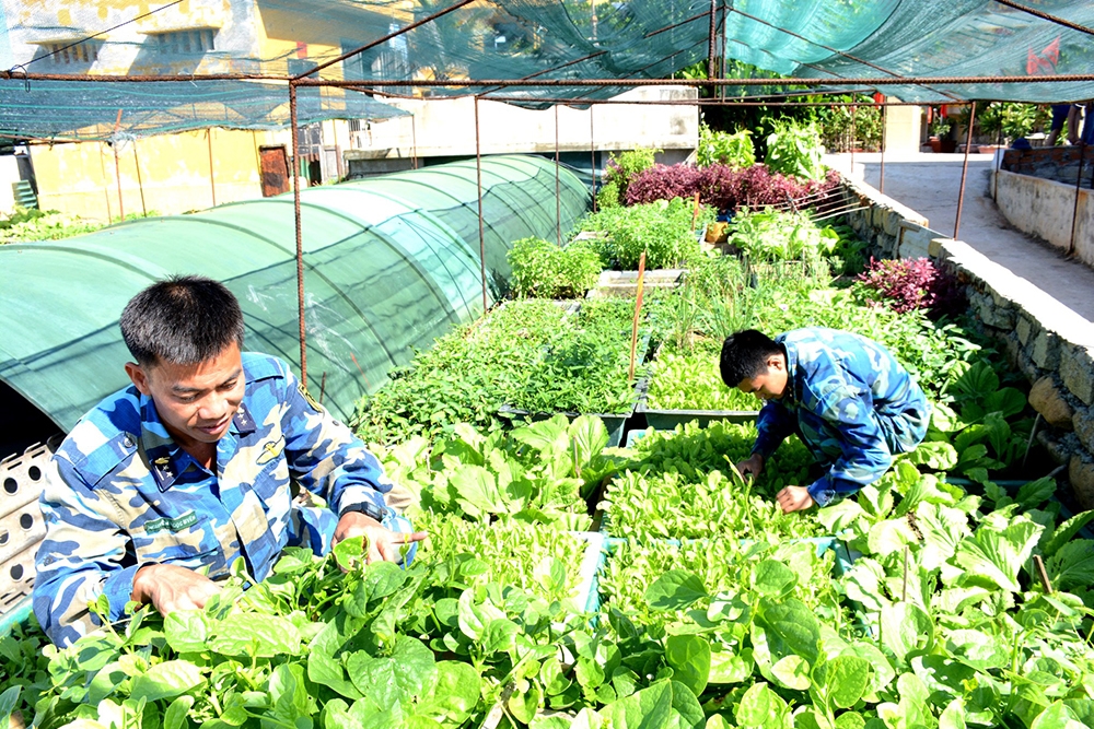 Vườn rau xanh trên đảo An Bang được trồng theo kiểu trang trại không thua kém trong đất liền.