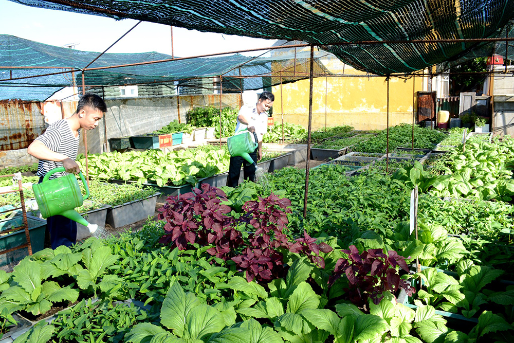 Tăng gia sản xuất ở Trường Sa