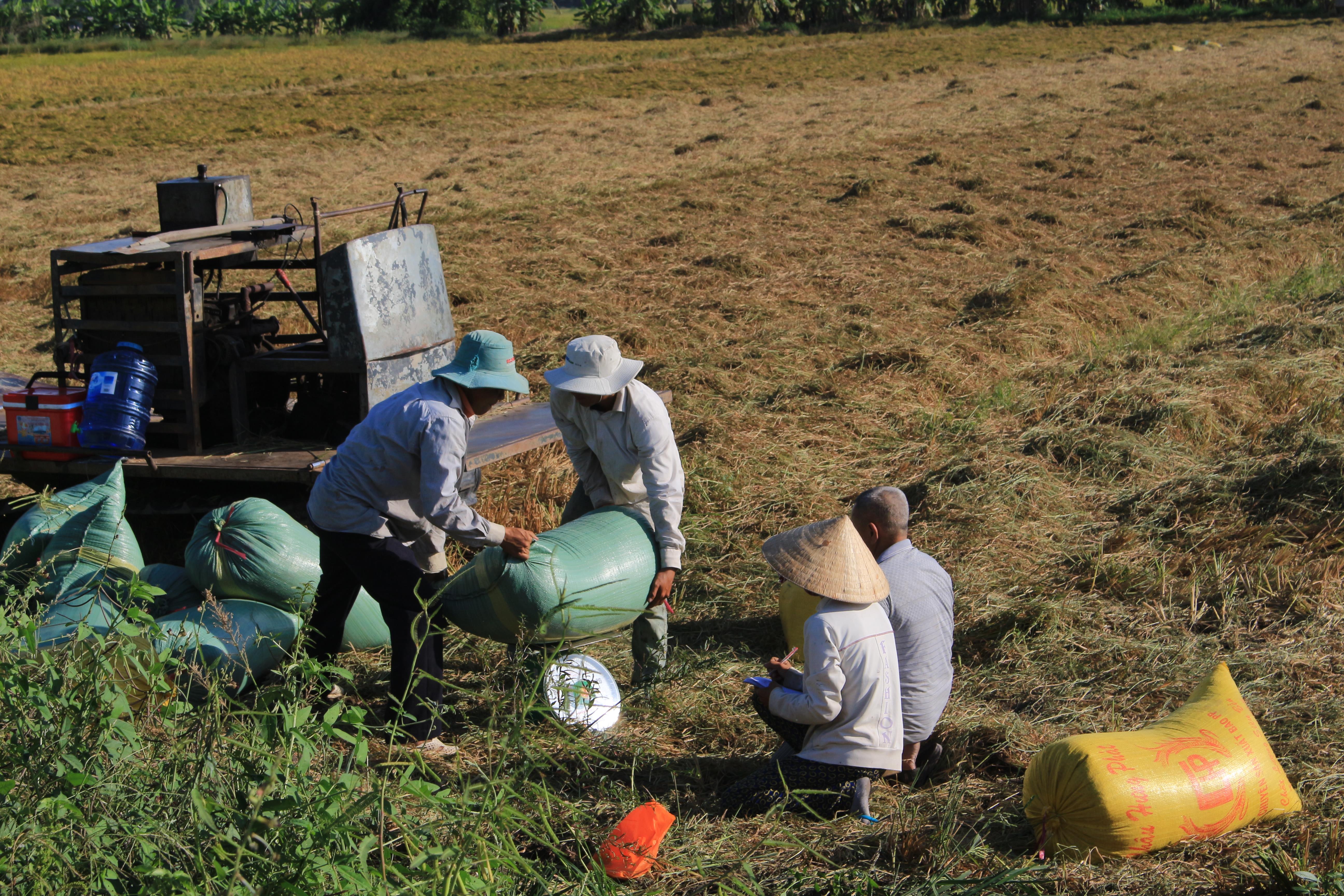 Cần chính sách dài hạn cho lúa gạo Đồng bằng sông Cửu Long