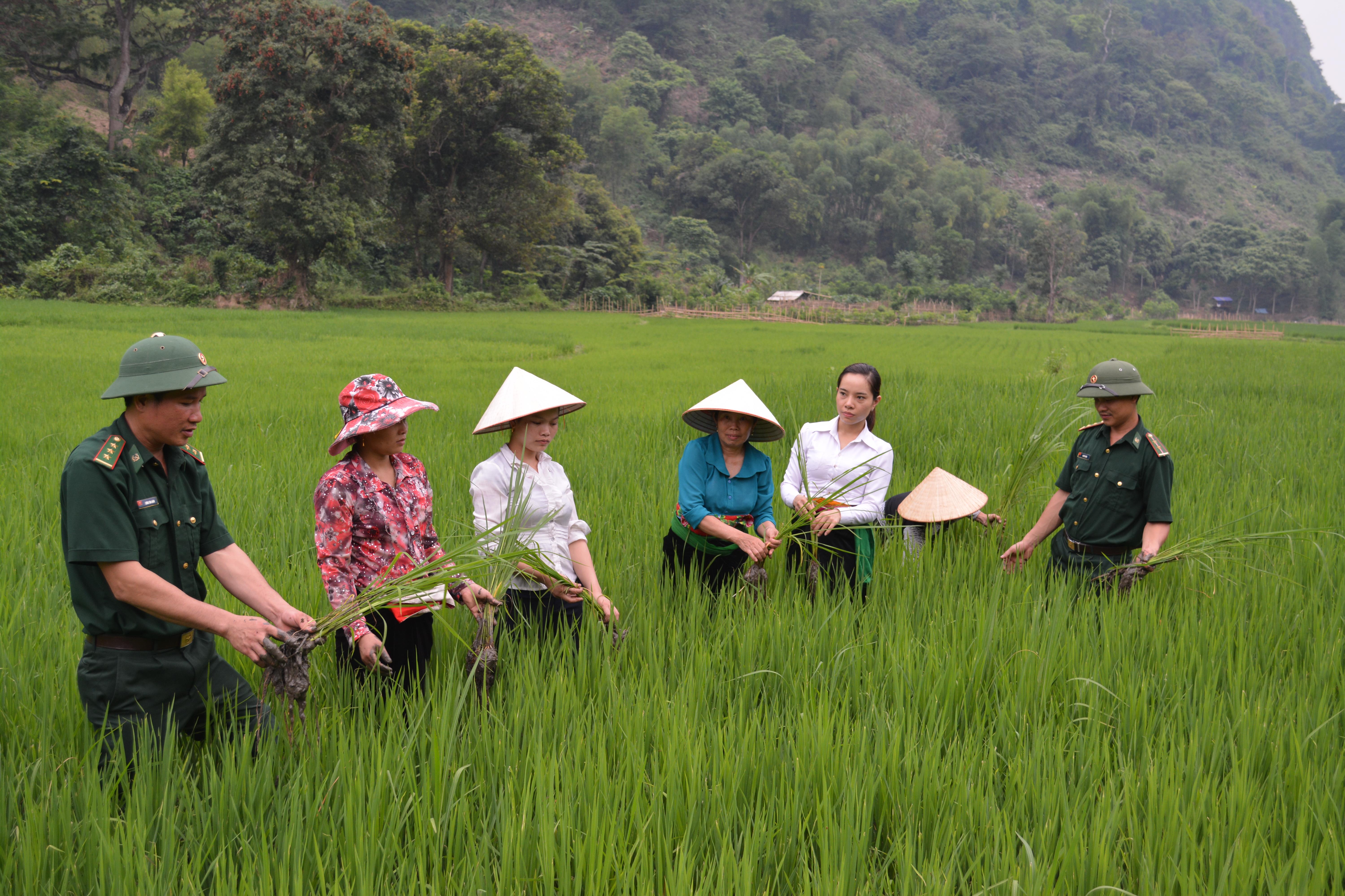 Gieo “hạt giống đỏ”, mang ấm no về bản
