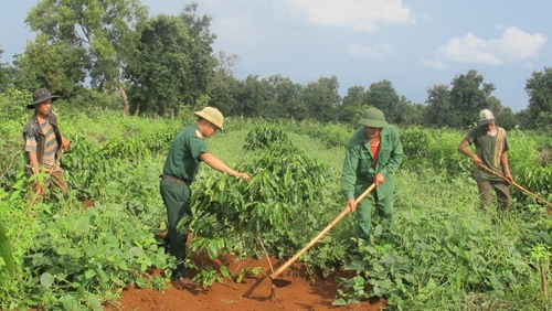 Phát triển bền vững ngành cà phê Việt Nam