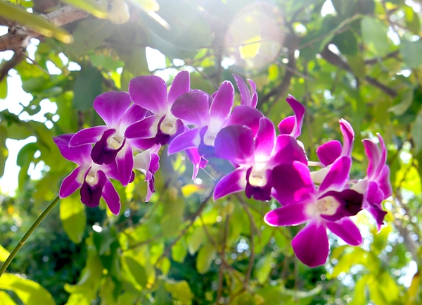 Côn Đảo bốn mùa hoa nở