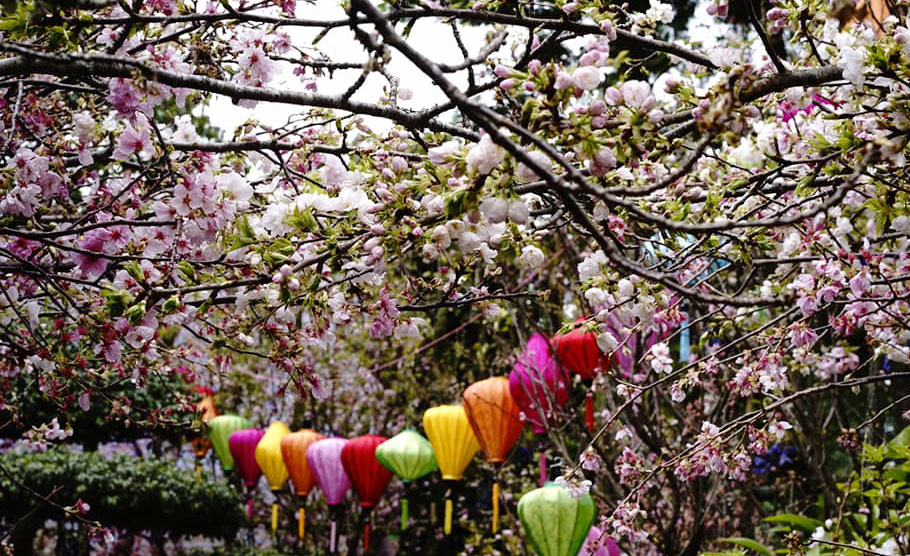 Lễ hội hoa anh đào Nhật Bản – Hà Nội 2019 thu hút gần 1 triệu người đến tham quan
