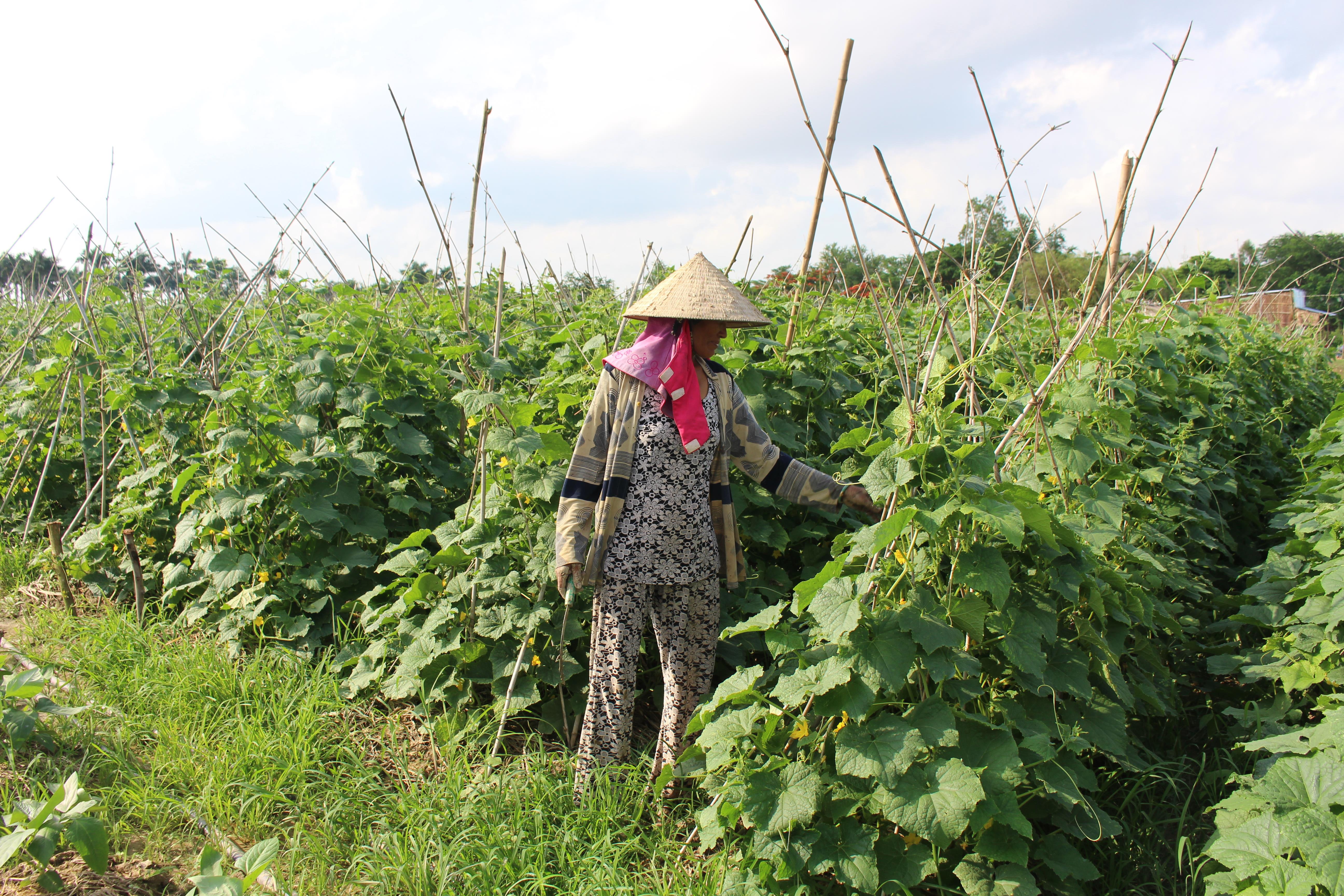 Đa dạng các biện pháp giúp bà con Khmer thoát nghèo 