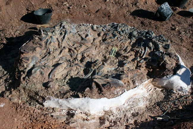 Argentina phát hiện nghĩa địa khủng long hóa thạch 220 triệu năm