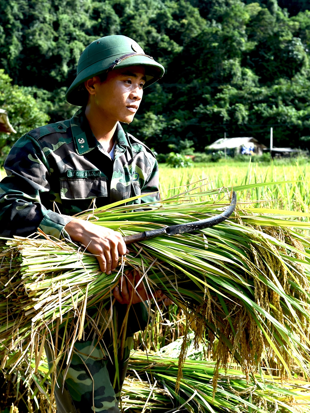 Giúp đỡ các gia đình khó khăn thu hoạch lúa.