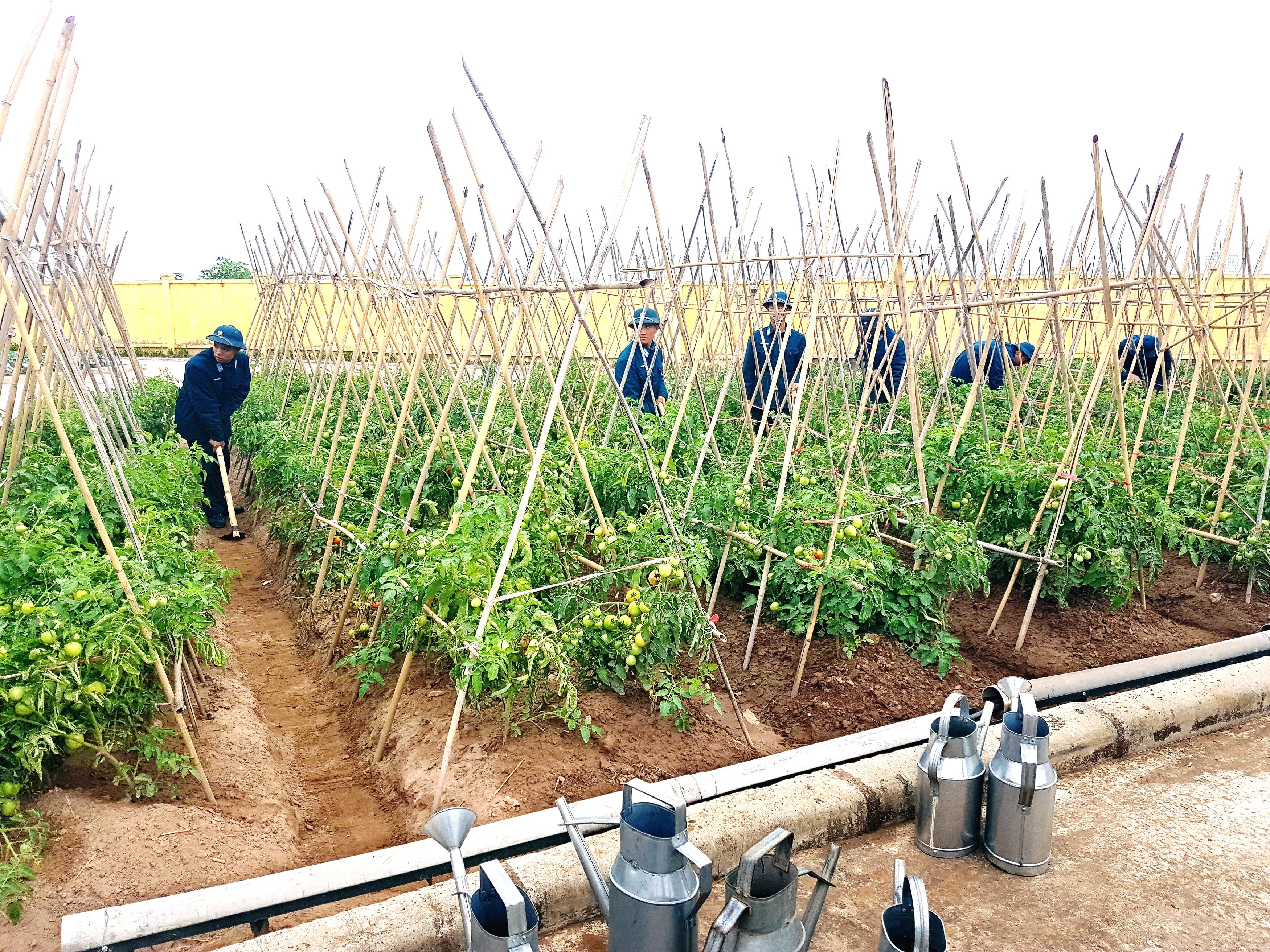 Sỏi đá khô cằn thành vườn xanh tốt

