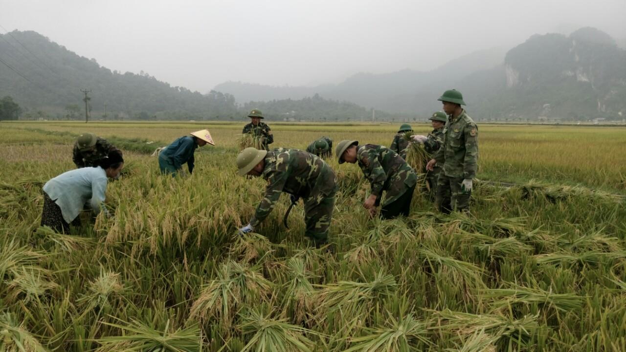 Đồn biên phòng Môn Sơn giúp dân gặt lúa