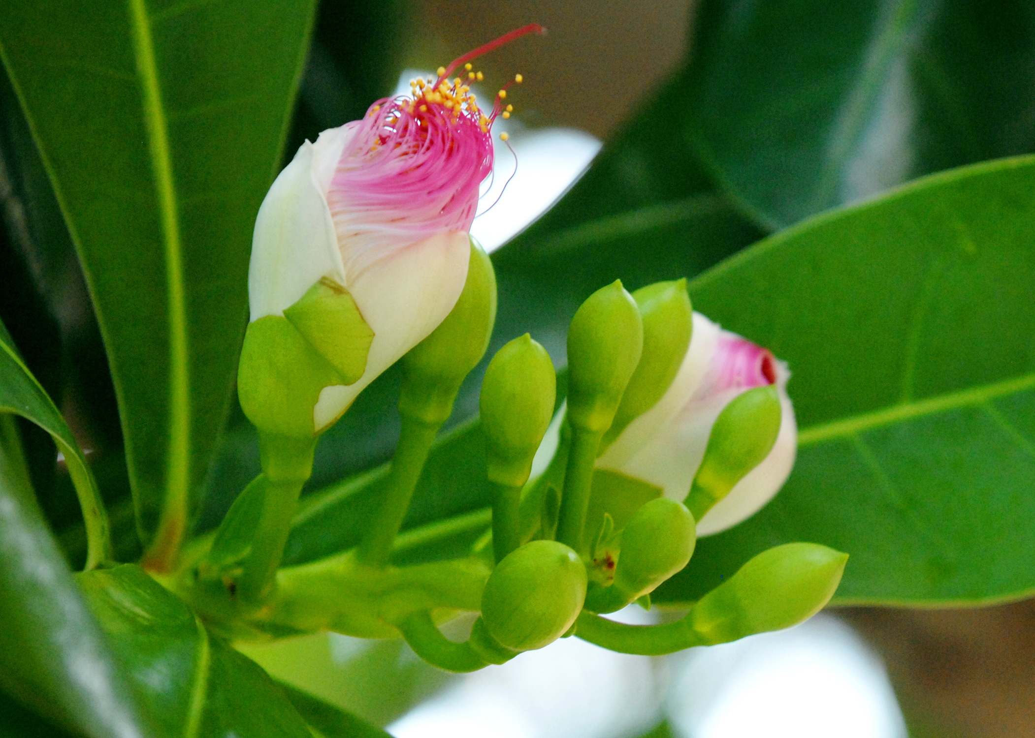 Về chiều tối, những búp hoa to dần.