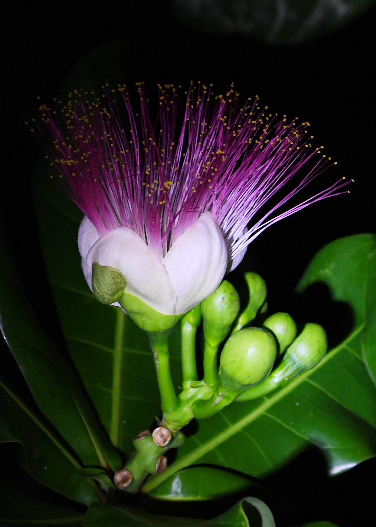 Từ 17 đến 20 giờ các búp hoa bắt đầu hé nở.