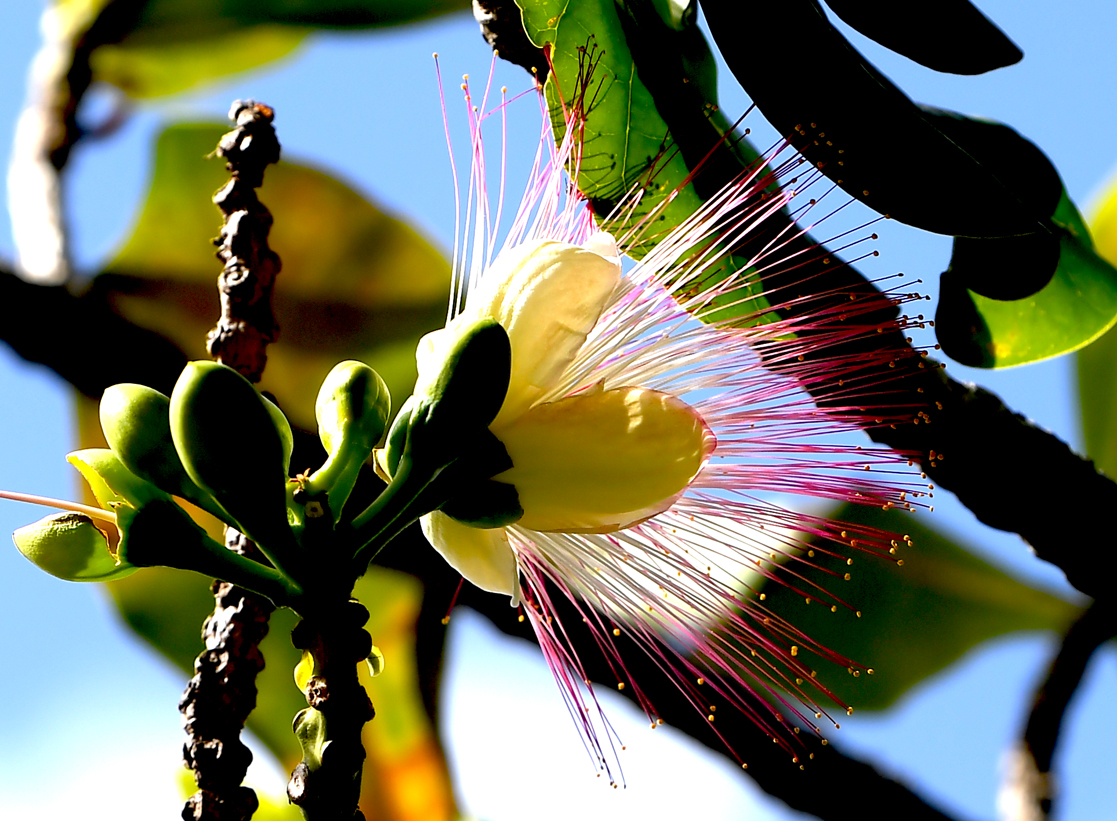 Sáng hôm sau hoa tàn dần và bắt đầu một chu trình mới.