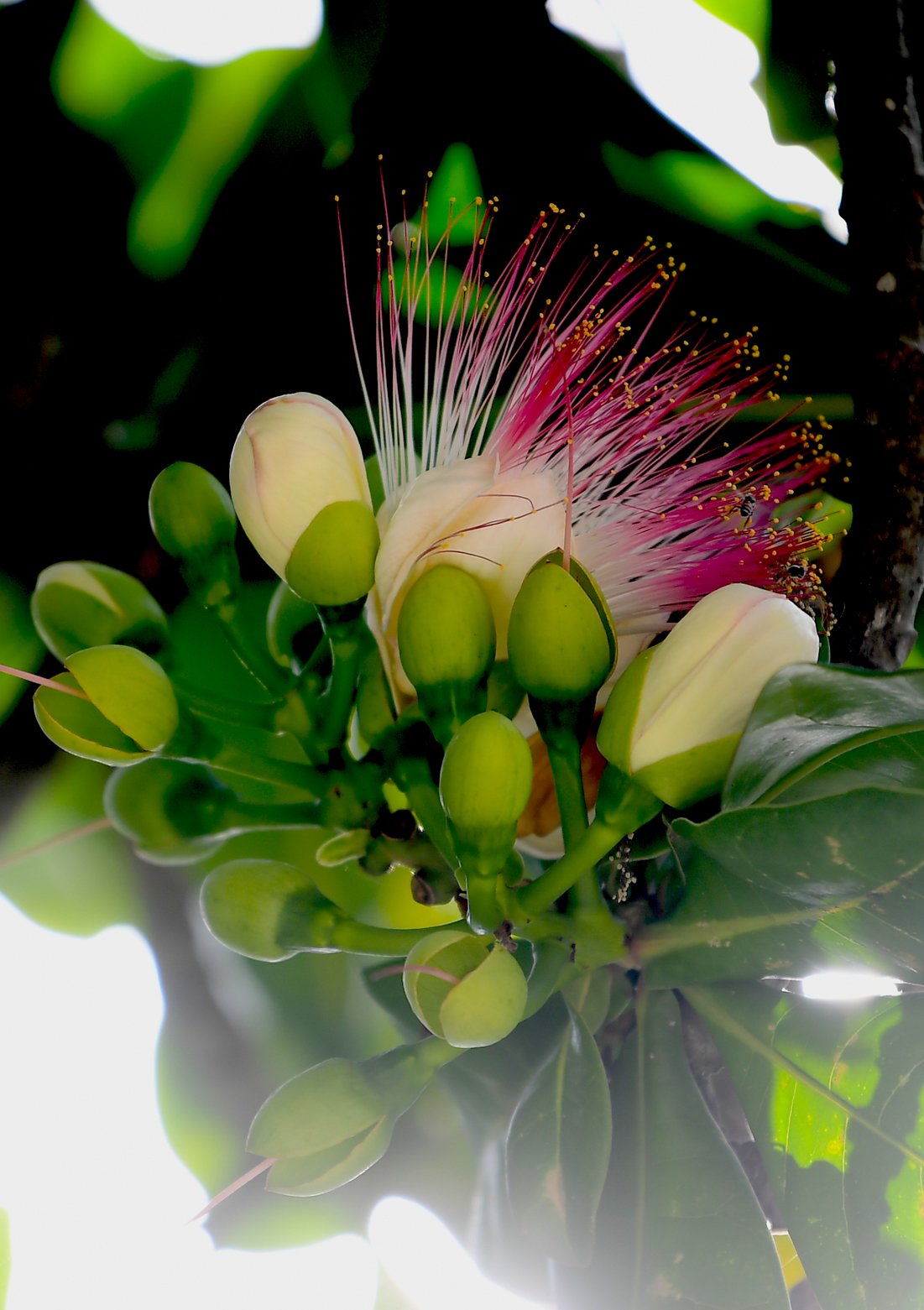 Những búp hoa lúc còn sương sớm.