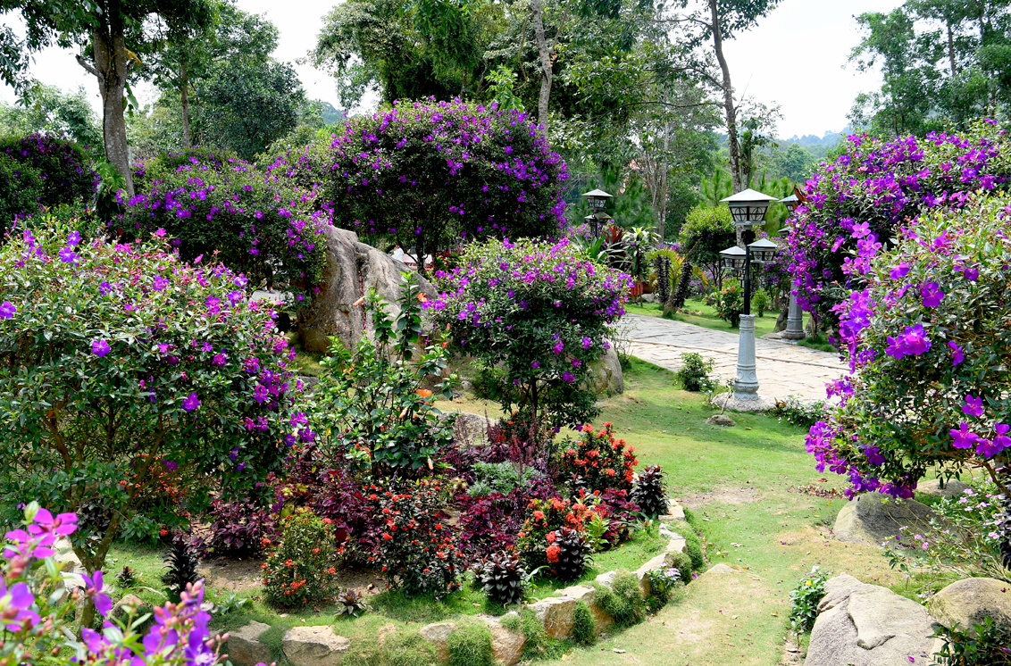 Sắc tím hoa mua cảnh trải khắp các khu vui chơi.