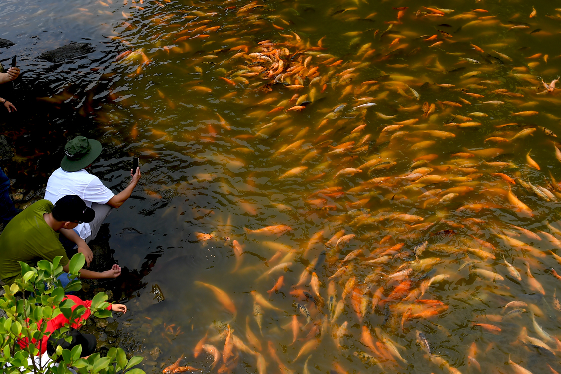 Cá cảnh dưới hồ Thủy Liêm.