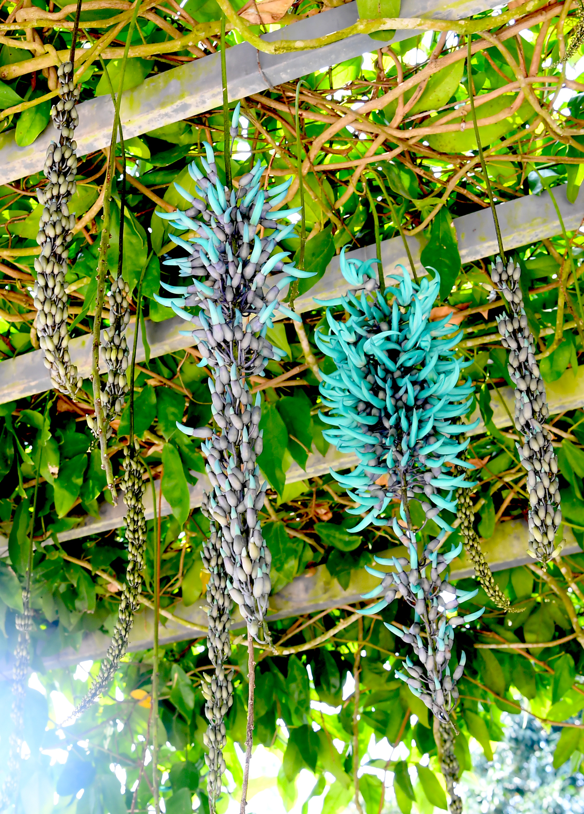 Những chùm hoa móng rồng có màu sắc độc đáo tỏa hương thơm ngát.