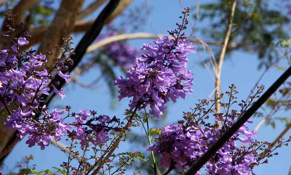 Muôn sắc phượng hè