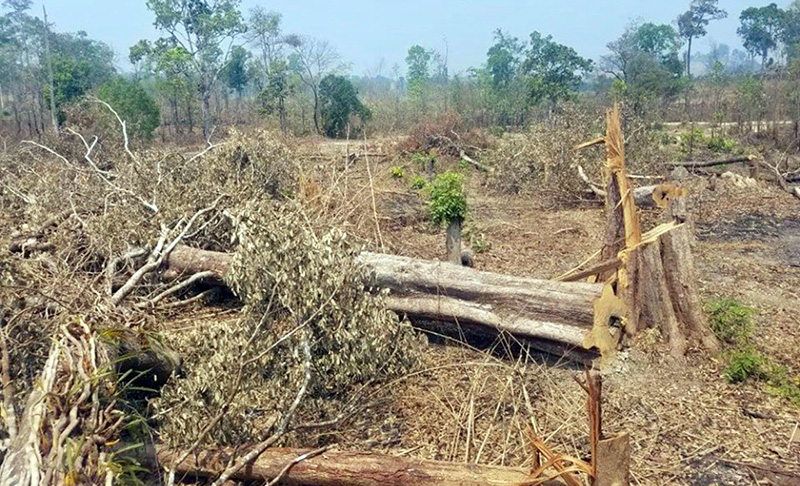 Kỷ luật 6 cán bộ liên quan đến rừng bị tàn phá 