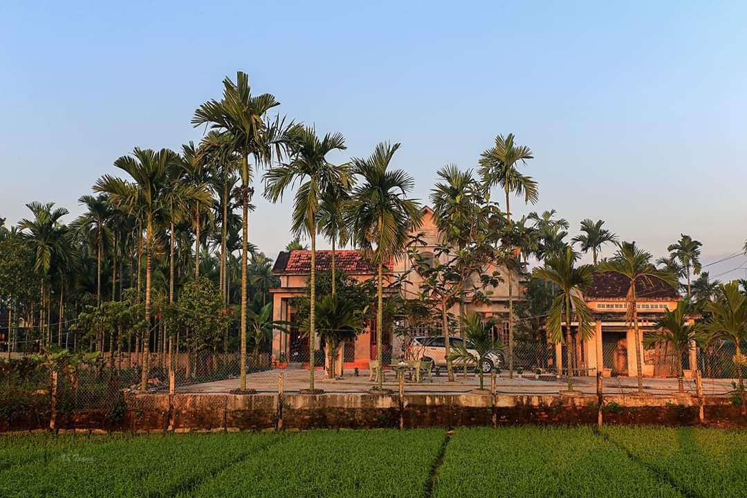 Hoa cau rụng đầy nỗi nhớ