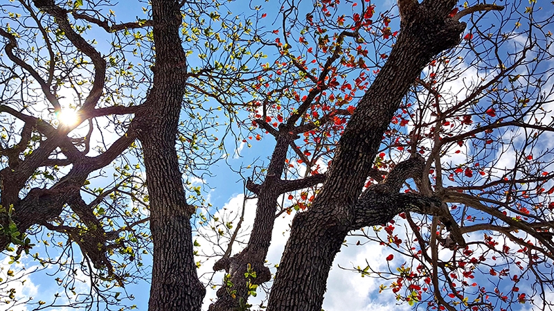 Những cây bàng cổ thụ, lá đỏ rực dưới nền trời xanh cũng là nét đẹp đặc trưng của Côn Đảo.