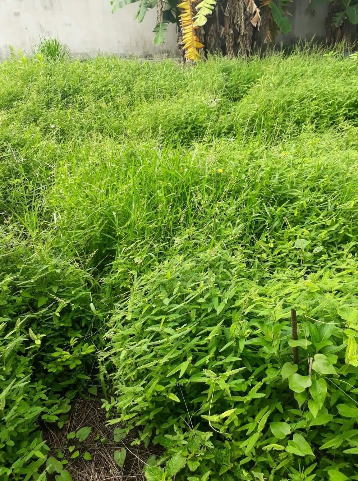 Ngăn chặn sinh vật ngoại lai xâm hại - cần giải pháp tổng thể