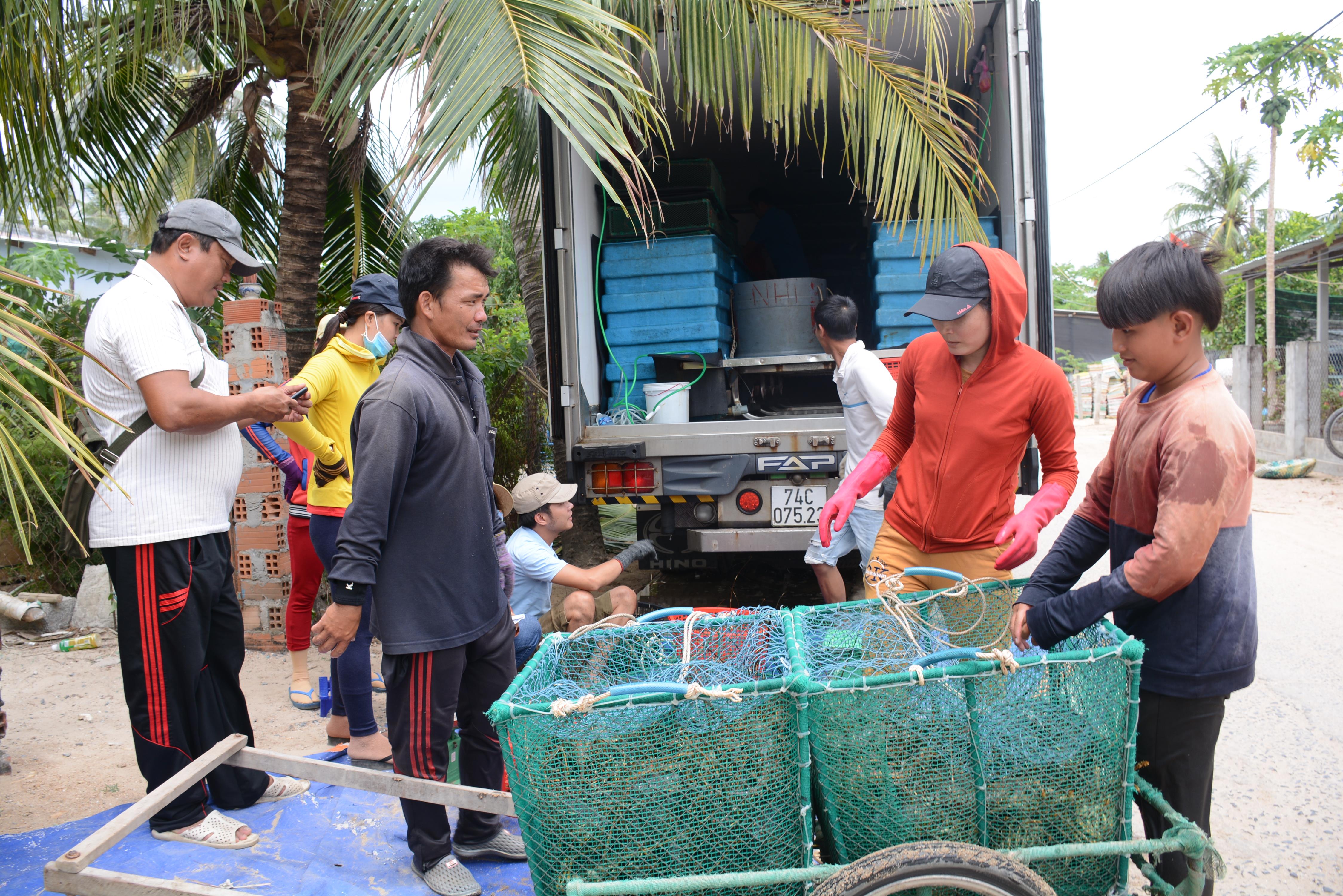 Nuôi tôm hùm và nỗi lo kép