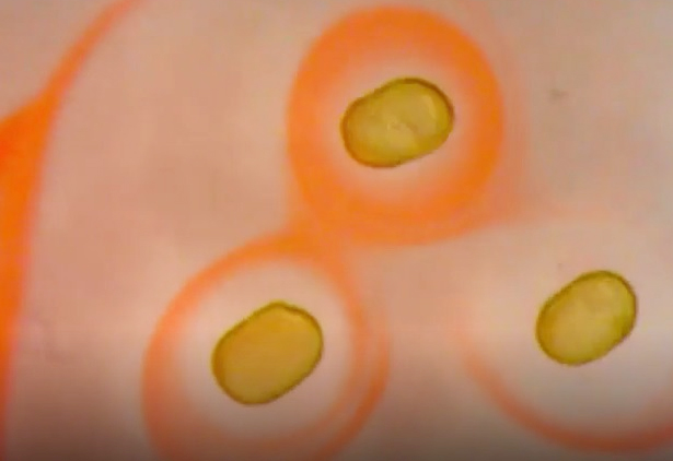 Lần đầu tiên tạo ra nam châm “lỏng”

