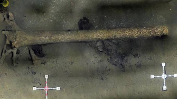 Phát hiện khu rừng cổ đại ẩn sâu dưới đáy biển 