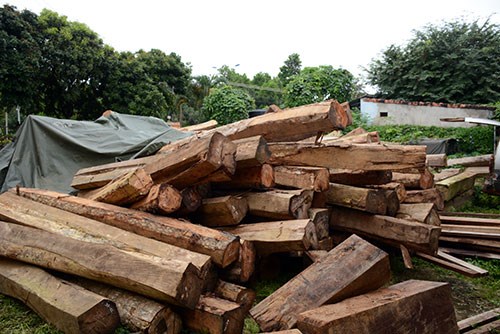 Gia Lai: Lái xe chở gỗ đâm vào xe cảnh sát giao thông dương tính với ma túy

