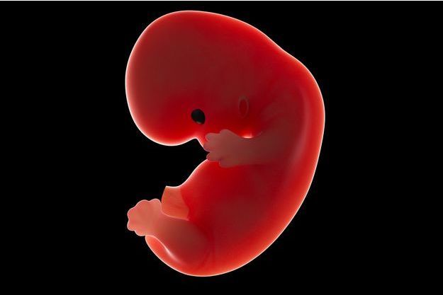 Nhật Bản cấp phép thí nghiệm tạo phôi thai lai người-động vật