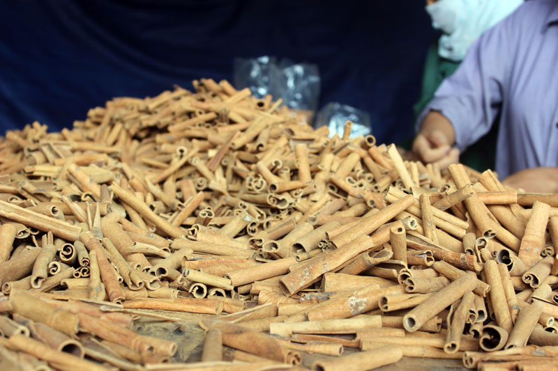 Đặc sắc nghề trồng quế ở Phong Dụ Thượng (Yên Bái)
