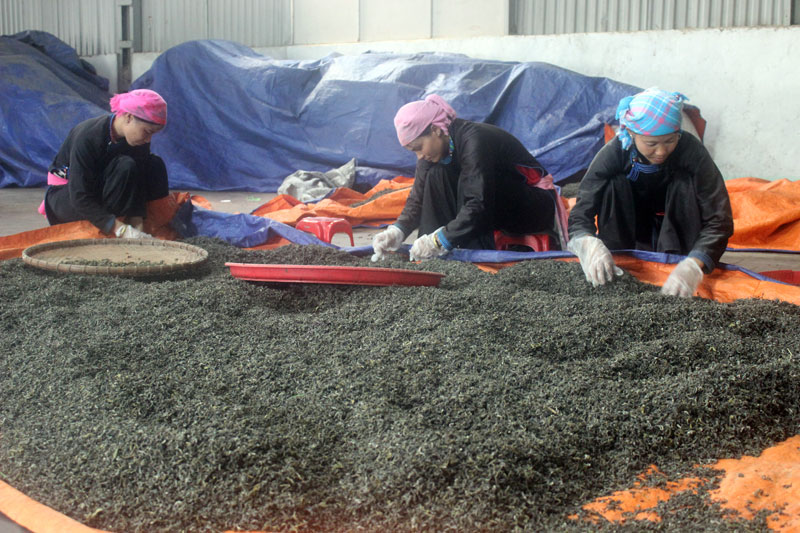 Đổi thay từ một vùng đất chè