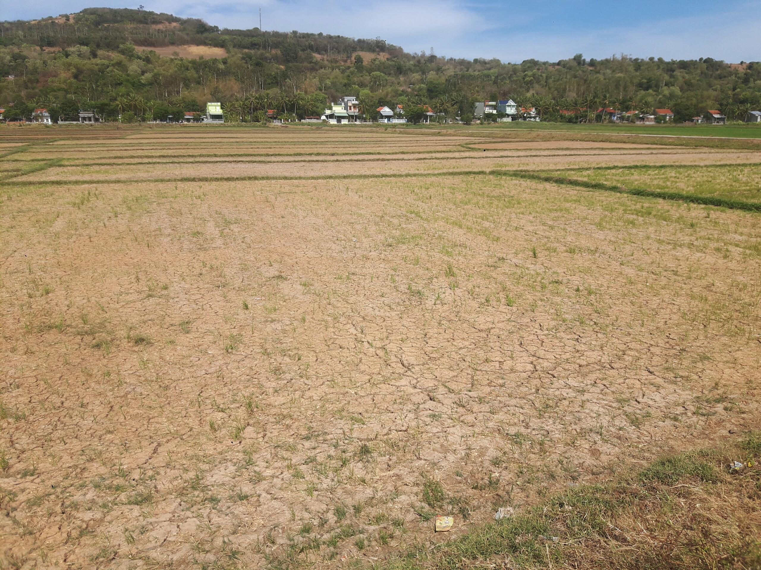 Phú Yên, nông dân khốn khó vì nắng hạn