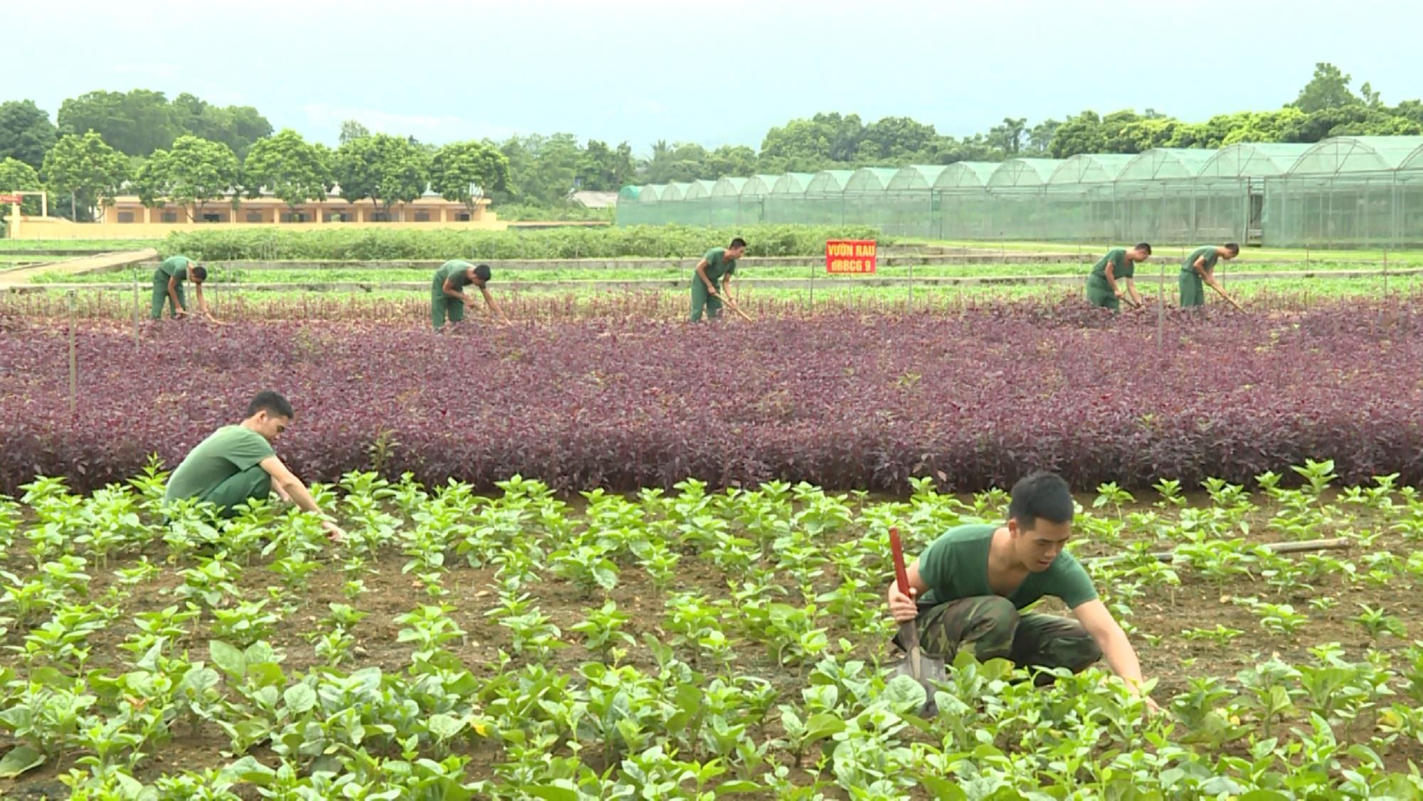 Chăn nuôi, tăng gia gắn với bảo vệ môi trường 

