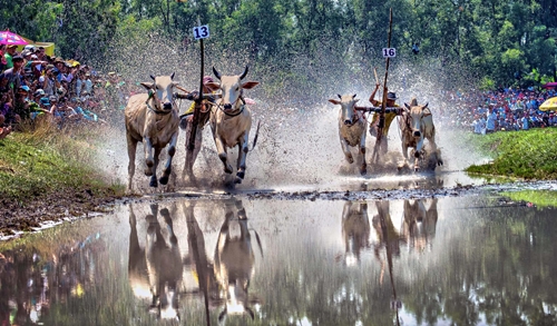  Hội đua bò Bảy Núi lần thứ 26 tỉnh An Giang

