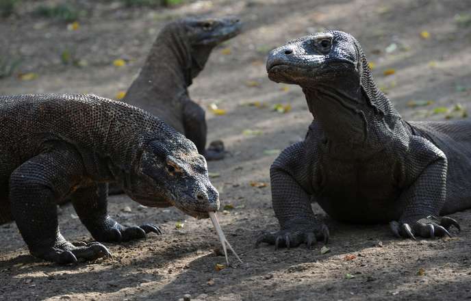 Indonesia tăng phí tham quan nhằm giới hạn du khách tới đảo Komodo

