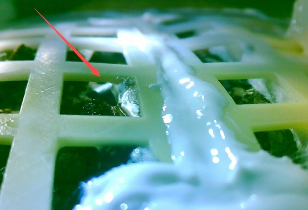 Hạt cây đầu tiên từ Trái Đất nảy mầm trên Mặt Trăng